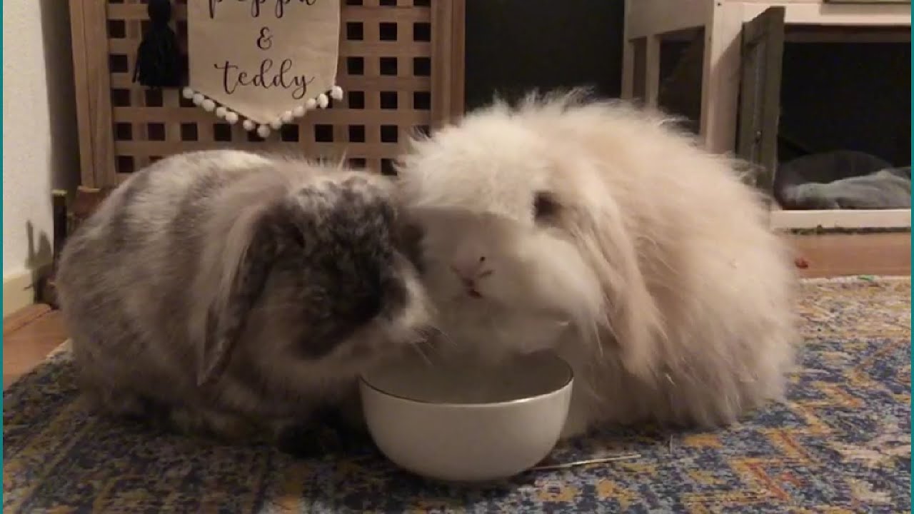 Bonding rabbits