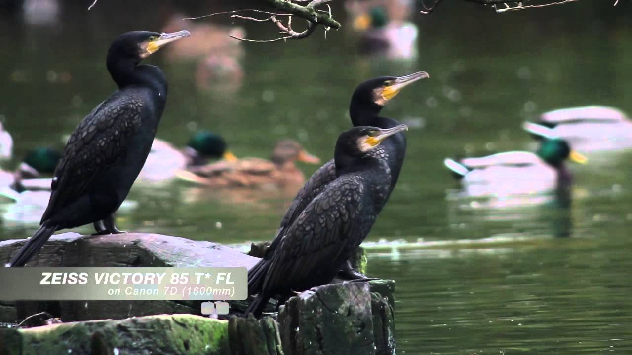 Digiscoping - ZEISS Victory DiaScope 85 T* FL