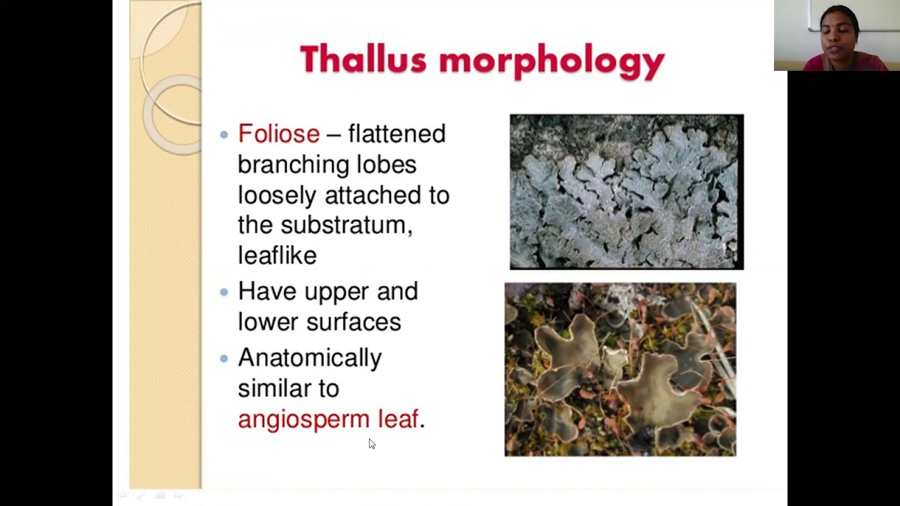 Lichens - Structure and reproduction