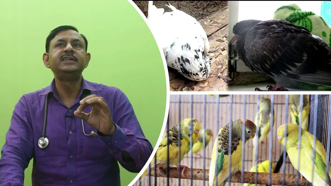 पक्षी और कबूतर में सूखे की बीमारी का उपचार | पक्षियों की हड्डी का बाहर निकल आना | Dr Nagender Yadav