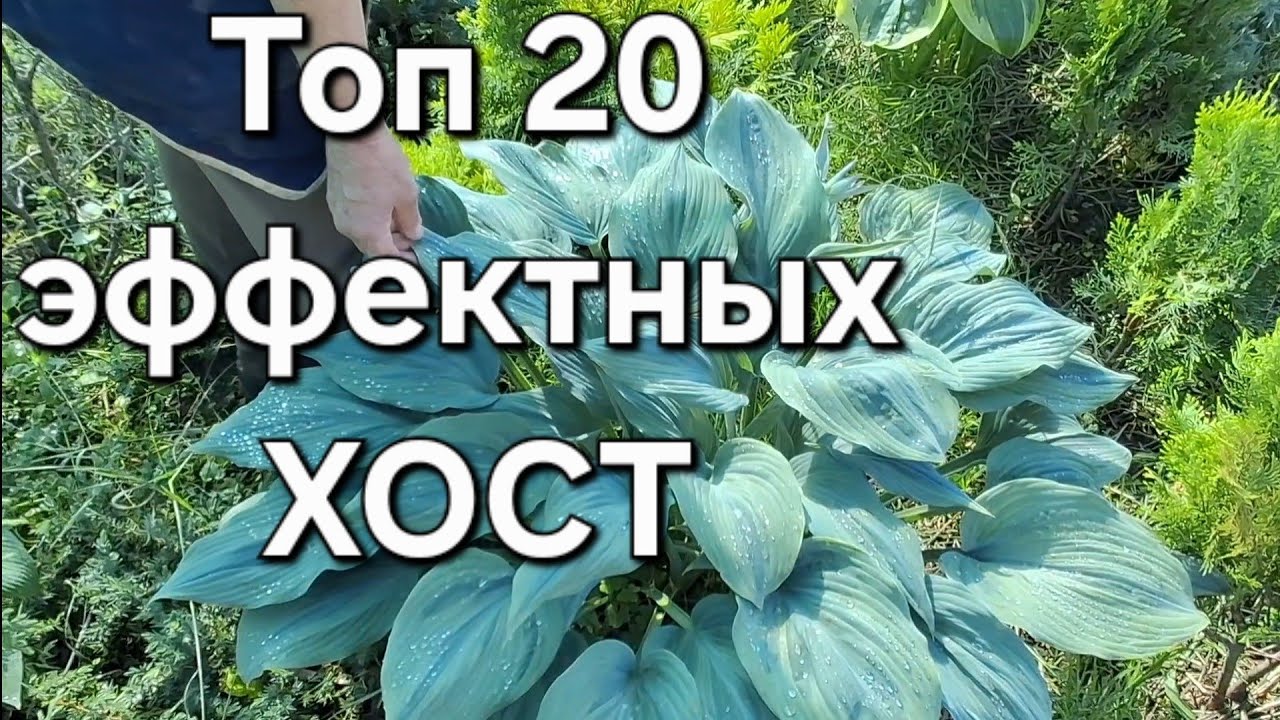 Обзор ярких  ХОСТ 2025 / Запорожье /описание/ слизнеустойчивые