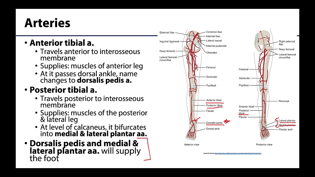 Lower Limb - Neurovasculature