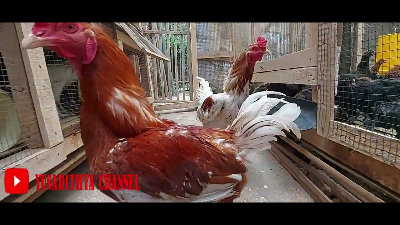 TETASAN PERTAMA INDUKAN AYAM JOPER