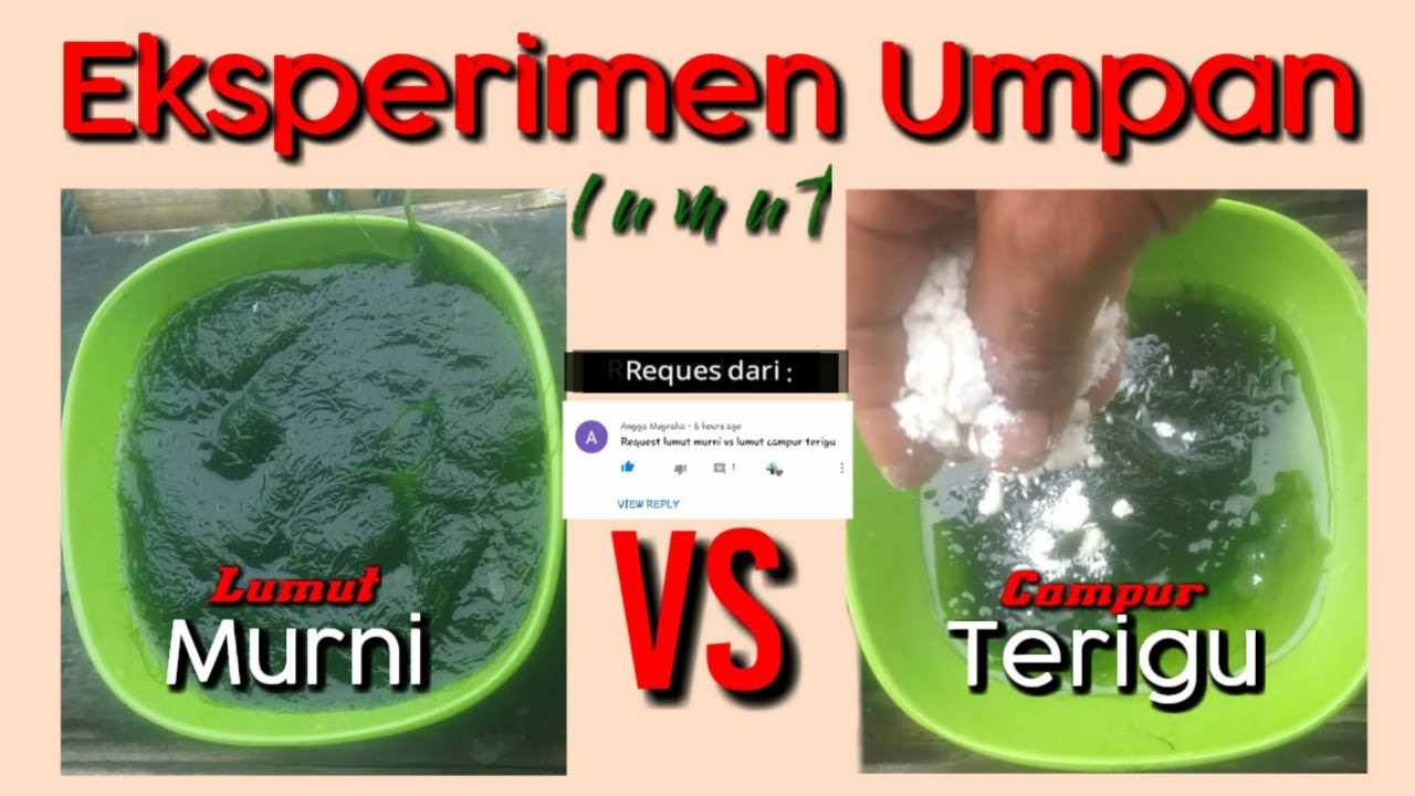 Eksperimen : Lumut Murni vs Lumut Campur Terigu | Tes Umpan Dengan Kamera Bawah Air