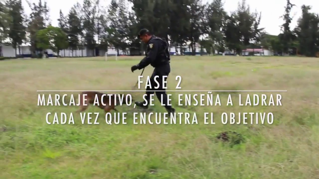 ¿Cómo entrenan a los caninos de búsqueda y rescate?