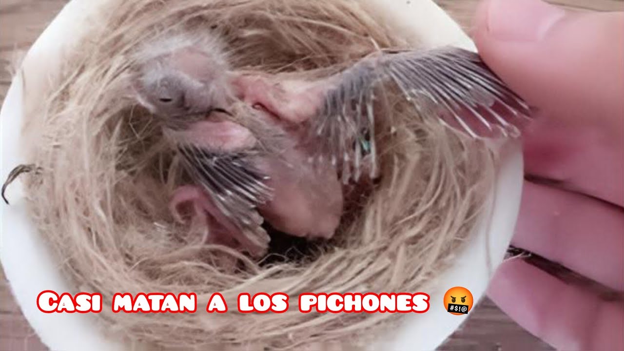 HEMBRA CASI MATA A SUS PICHONES 🤬 #timbrado #canary #ornitologia #naturaleza #canario #canaricultura