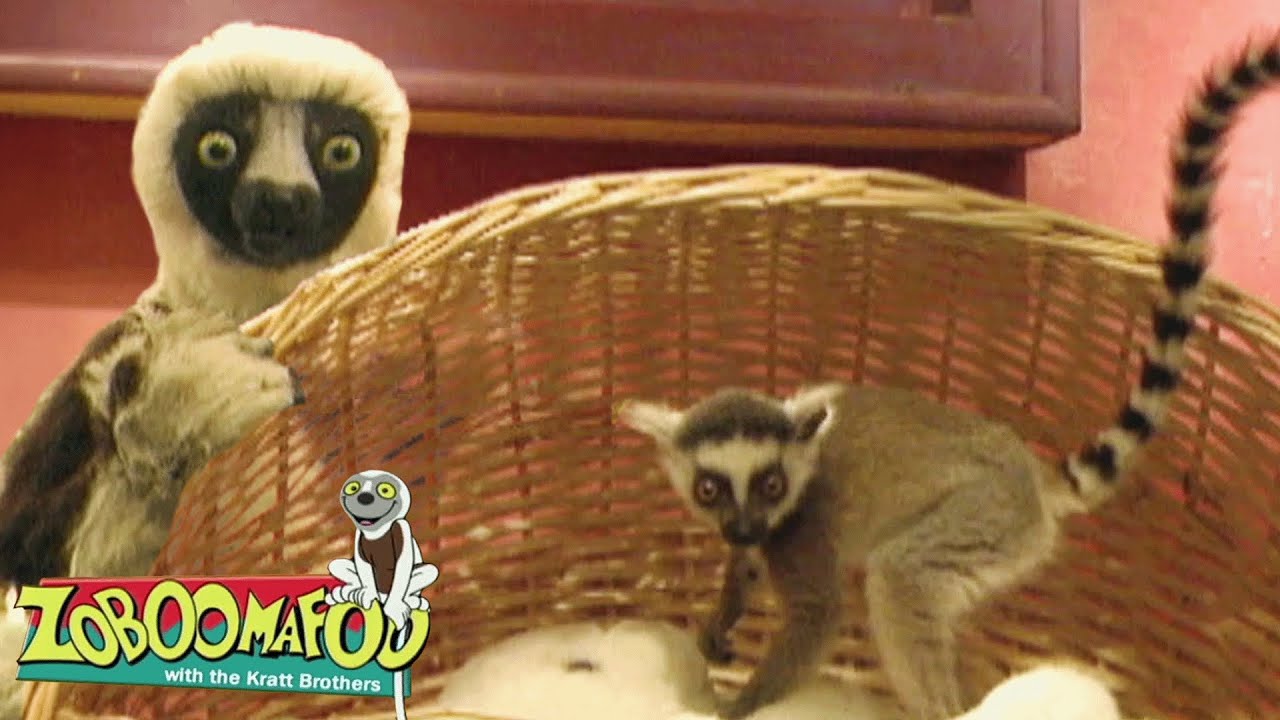 Animal Daycare | Zoboomafoo - WildBrain | Learn about Animals!
