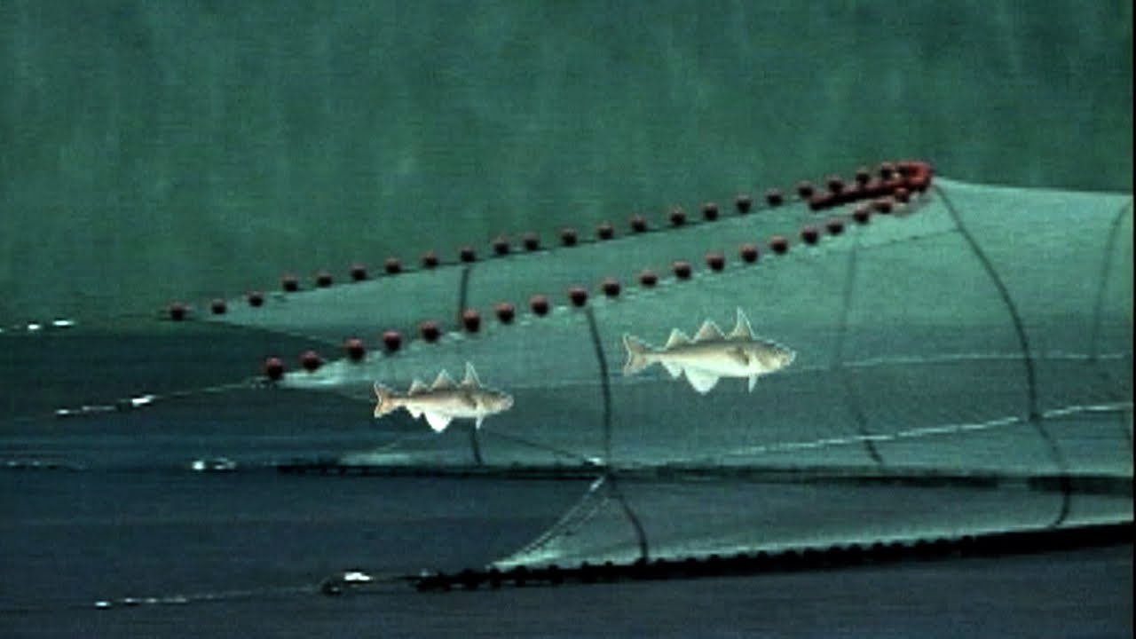 Reducing Bycatch
