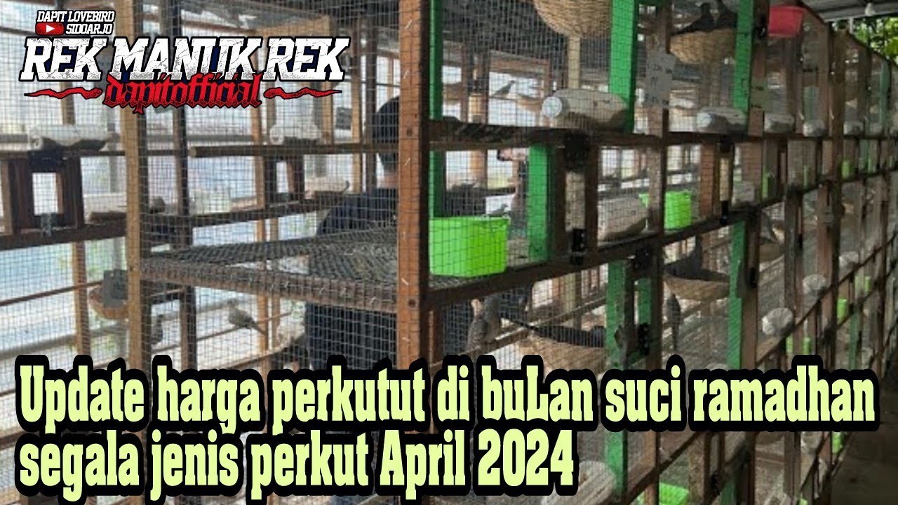 Update harga perkutut di buLan suci ramadhan 2024 !!! segala jenis perkut