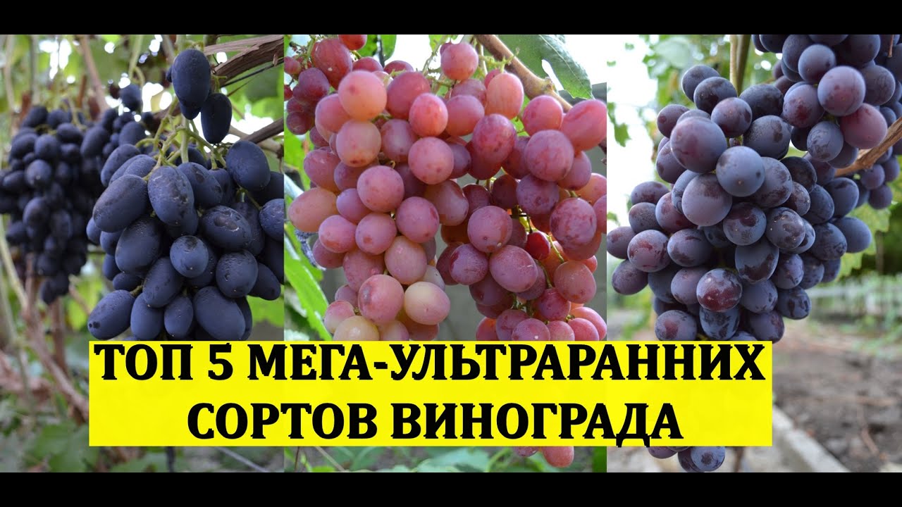 ТОП 5 МЕГА УЛЬТРАРАННИХ СОРТОВ ВИНОГРАДА! Виноградник без обработок