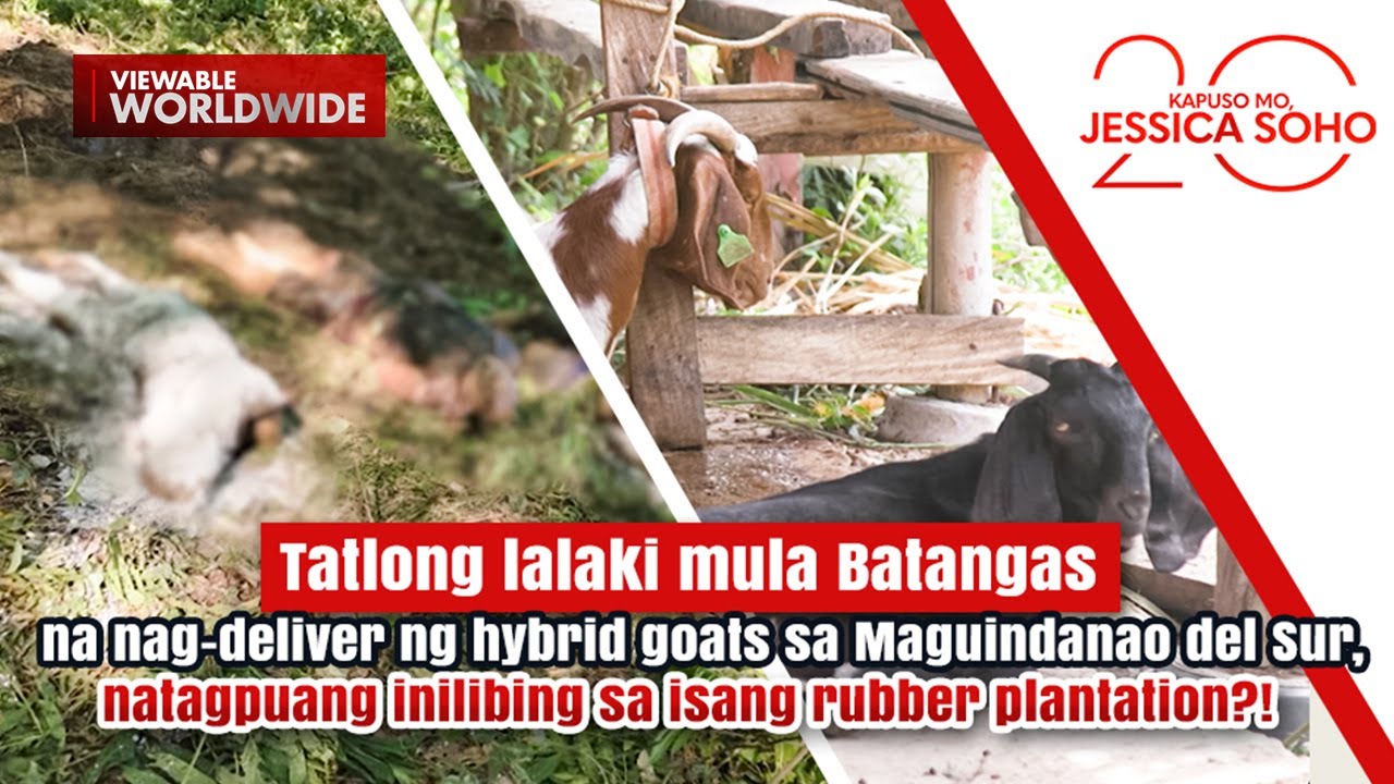3 lalaki na nag-deliver ng hybrid goats, inilibing sa rubber plantation?! | Kapuso Mo, Jessica Soho