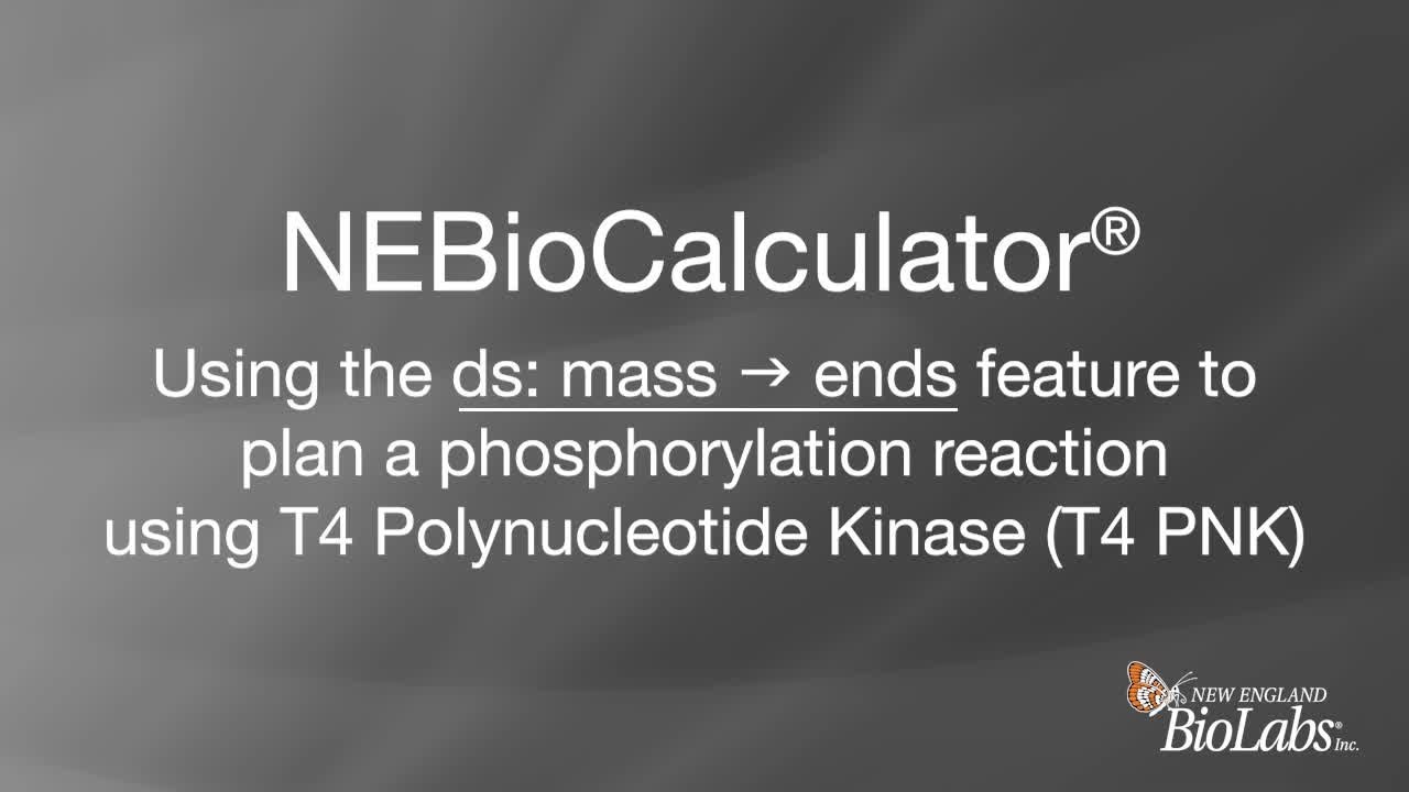 NEBioCalculator&reg; - Using the ds: mass to ends module to plan a phosphorylation reaction using T4 PNK