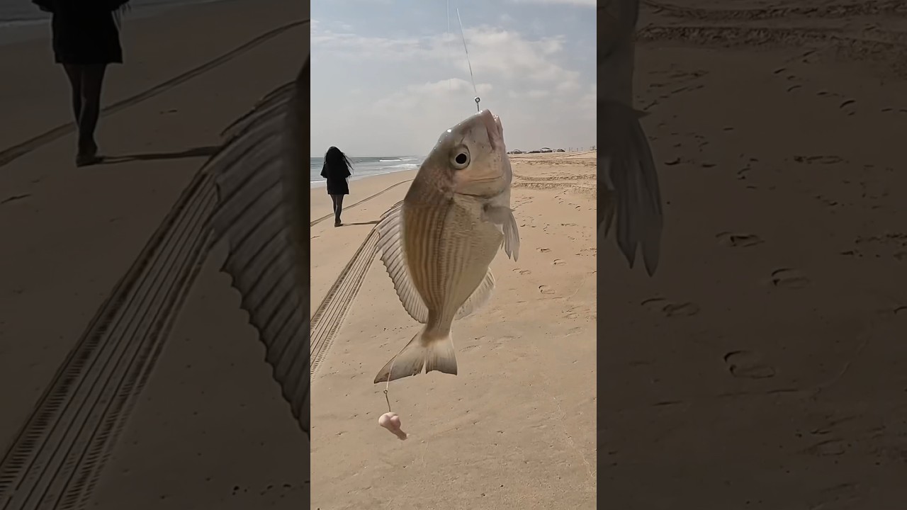 White Sea Bream from the Beach #fishingadventures