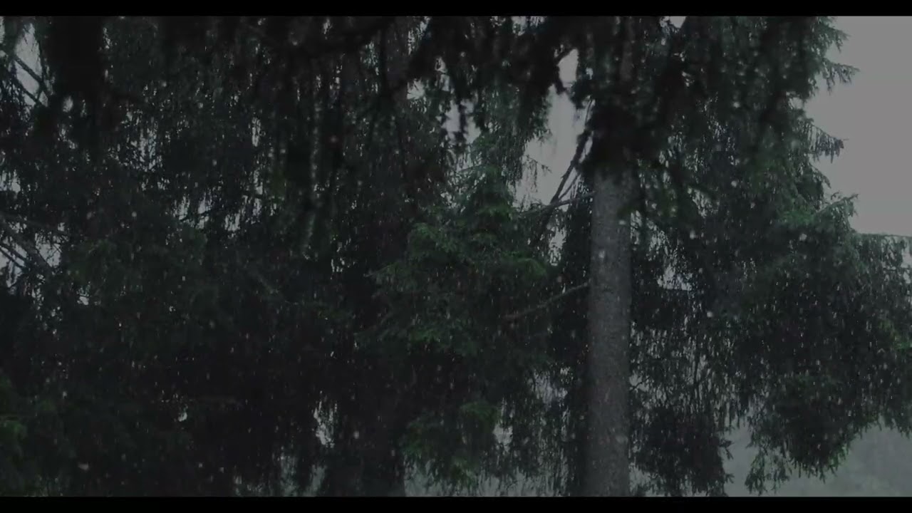 雨の静寂に溶ける。｜ Rain Forest & Pulsar
