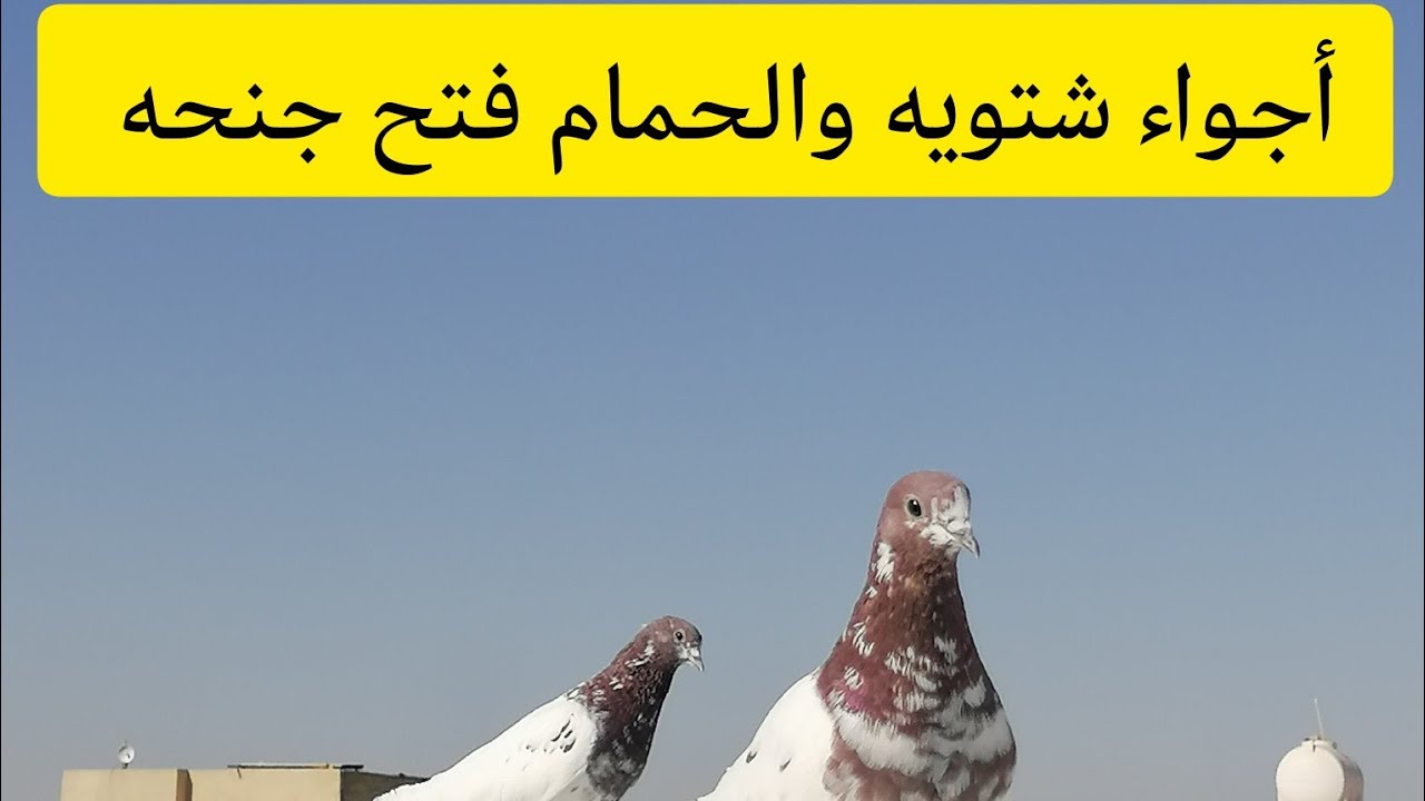 الحمام صار خفيف وخمسه من الحمامات فتح جنحهن وأجواء شتويه