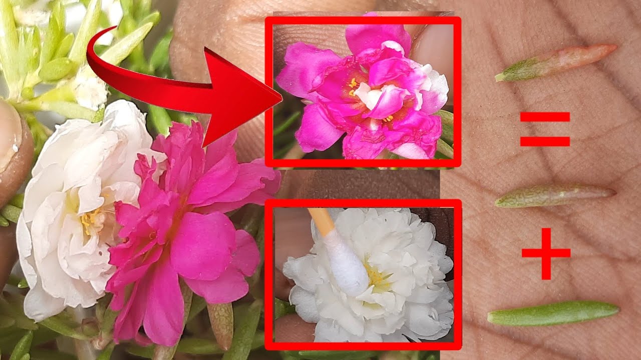 How to grow portulaca plants & flowers Pollinating |moss rose flower Hybrid mixed colour and ideas