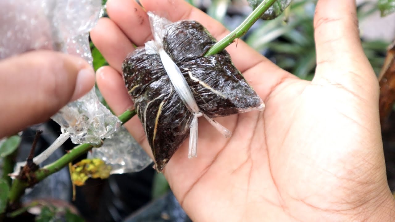 How To Air Layering Rose Flower Tree With Result