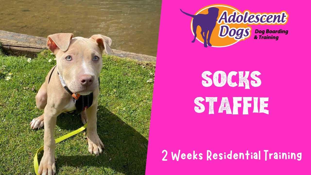 Socks the Staffie Puppy - 2 Weeks Residential Dog Training