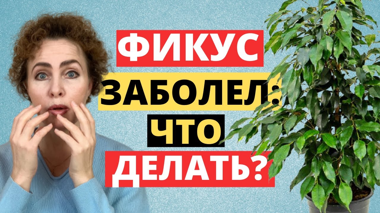 Вредители и Грибковые Заболевания. Фикус Бенжамина. Бонсай Фикус Микрокарпа. Фикус Бонсай. Фикус.