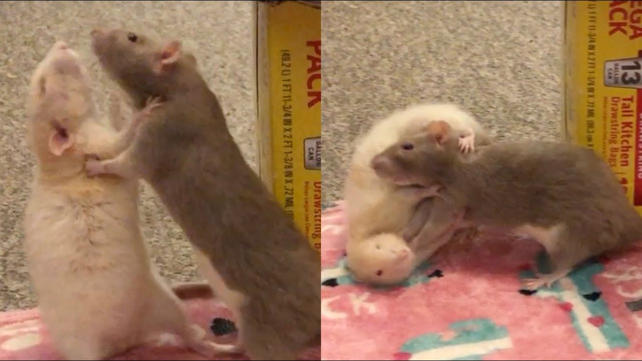 Peaches vs Bean - FIGHT FIGHT FIGHT!