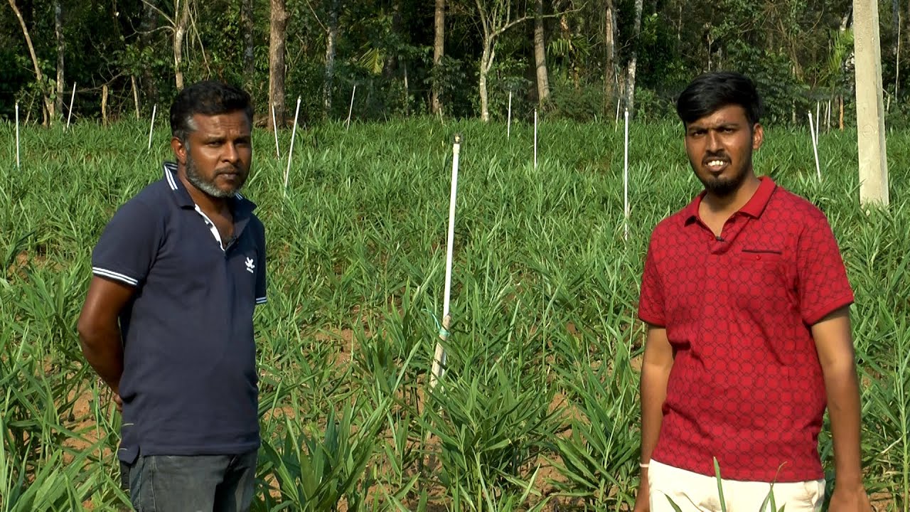 ಬಾಡಿಗೆ ನೆಲದಲ್ಲಿ ಬೊಂಬಾಟ್ ಶುಂಠಿ - ಶ್ರೀ ವಾಸಿಮ್ | Ginger Cultivation in Lease Land