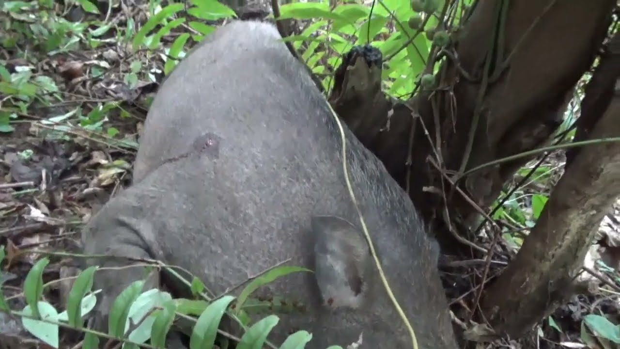 Berburu babi// di undang berburu babi hutan (MOSTER) poin dua ekor di dua spot.