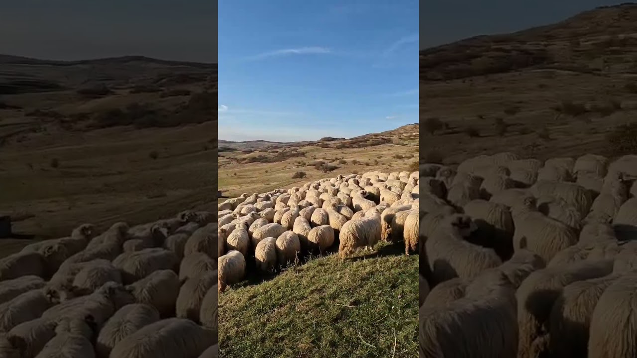 La St&acirc;na,Oile lui Emilian,Lechinta,B-N
