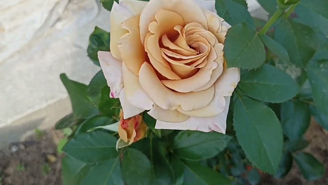 428.#Самые стойкие розы в моëм саду🌹Хани Дижон и кофейные розы🌹