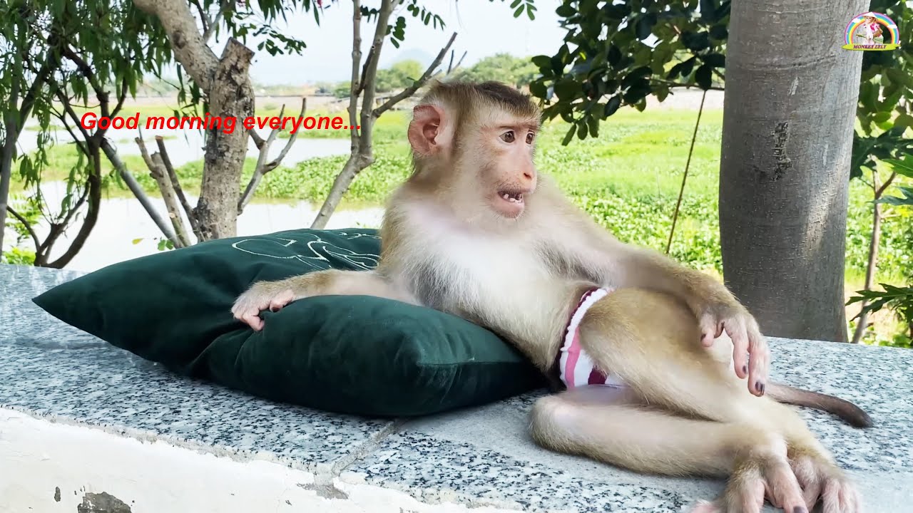 Collection of good footage of Lyly... Monkey Lyly has peaceful morning habits