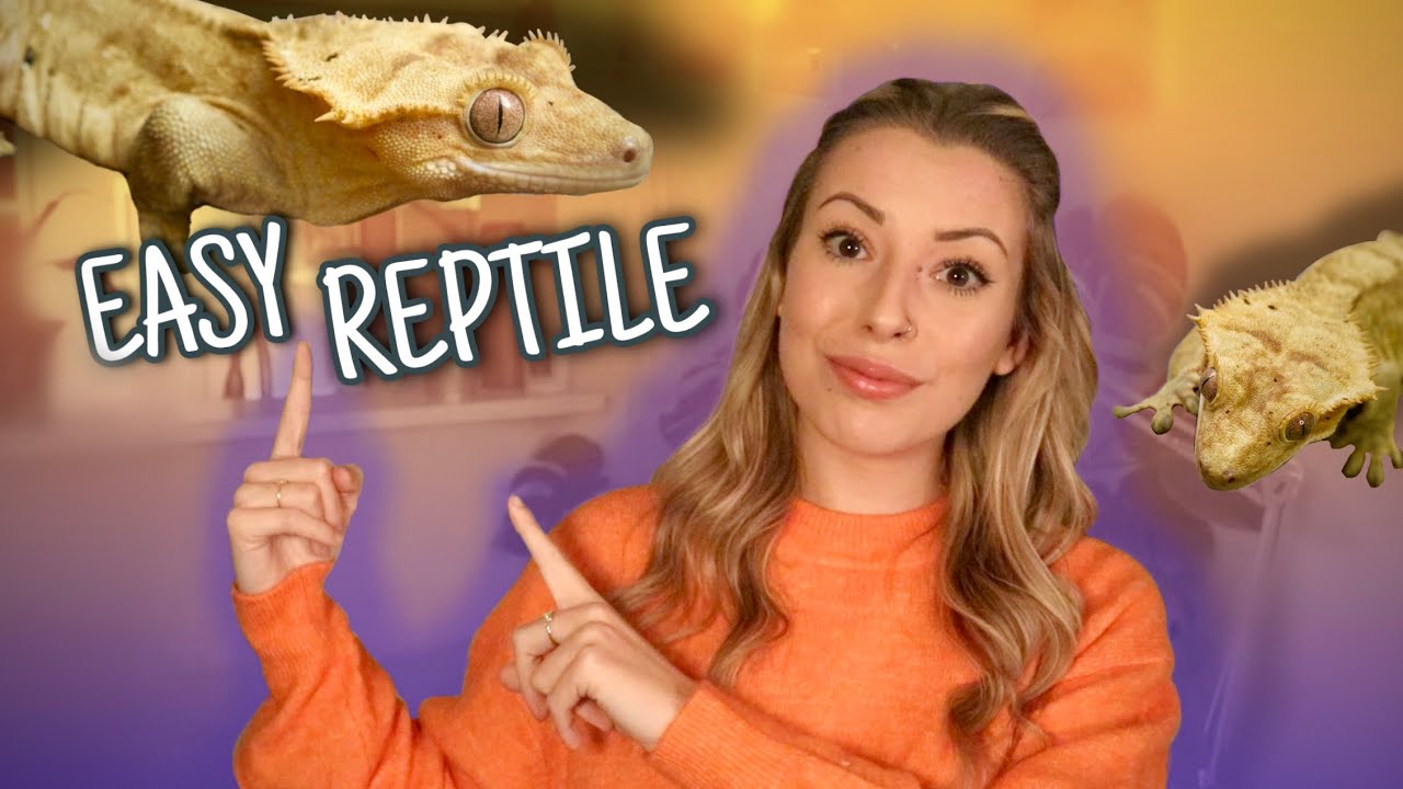 Watch This Before Getting A Crested Gecko!