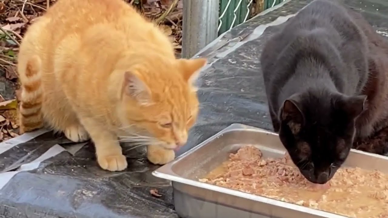 Feeding the Feral Cat Colonies | Thanksgiving for Stray Cats 🍗