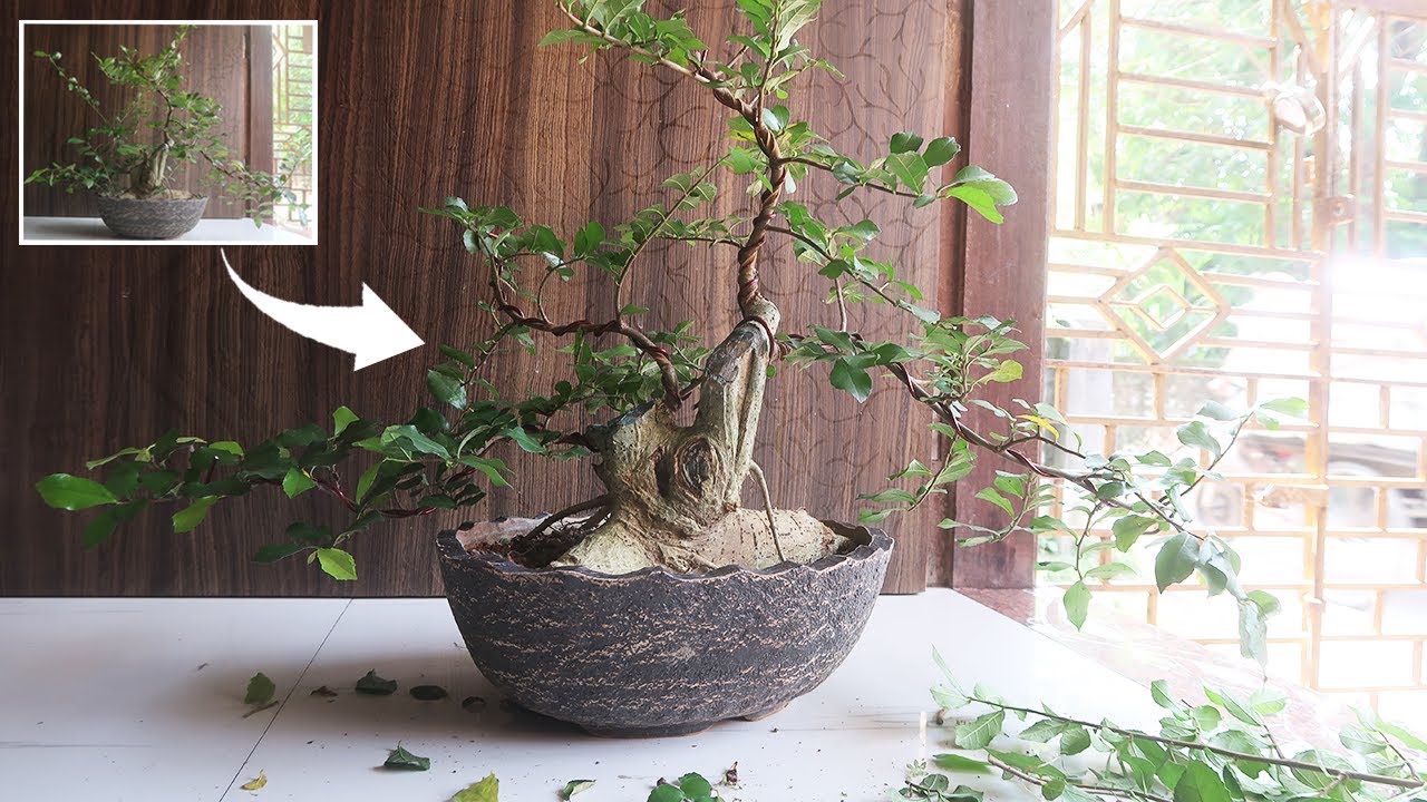 Update of Streblus Asper or Sandpaper Bonsai (सेवड़ा बोनसाई) from Yamadori material