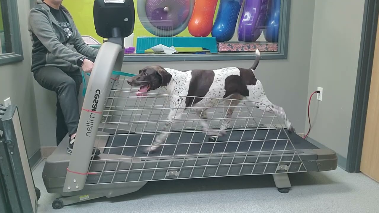 Penny treadmill 