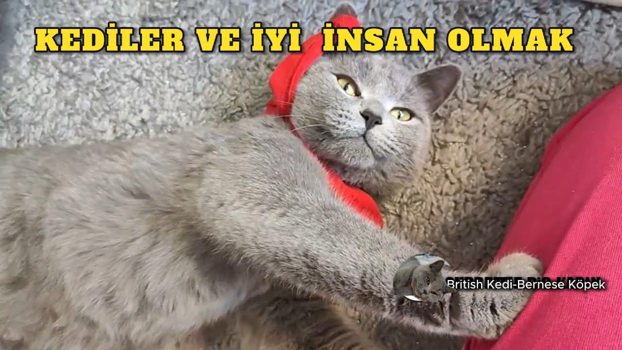 Kedilerden Hayat Dersi Almak &Ccedil;ok Kolay!