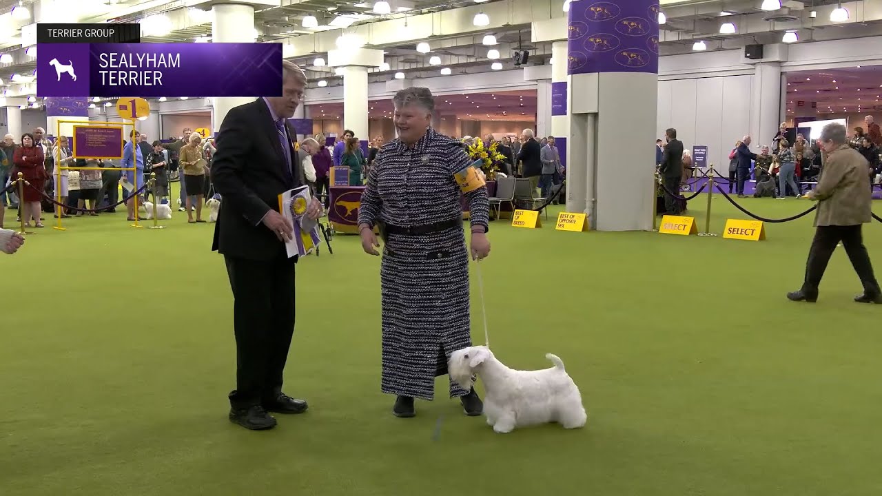 Sealyham Terriers | Breed Judging 2025