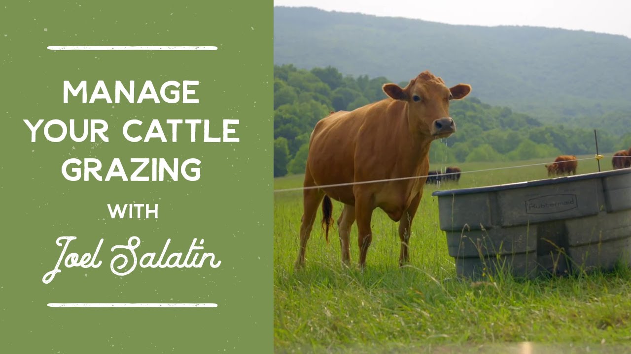 The Grazing Strategy That Saves Farmers Thousands