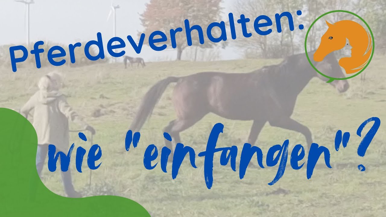 Wenn ein Pferd sich nicht einfangen lässt