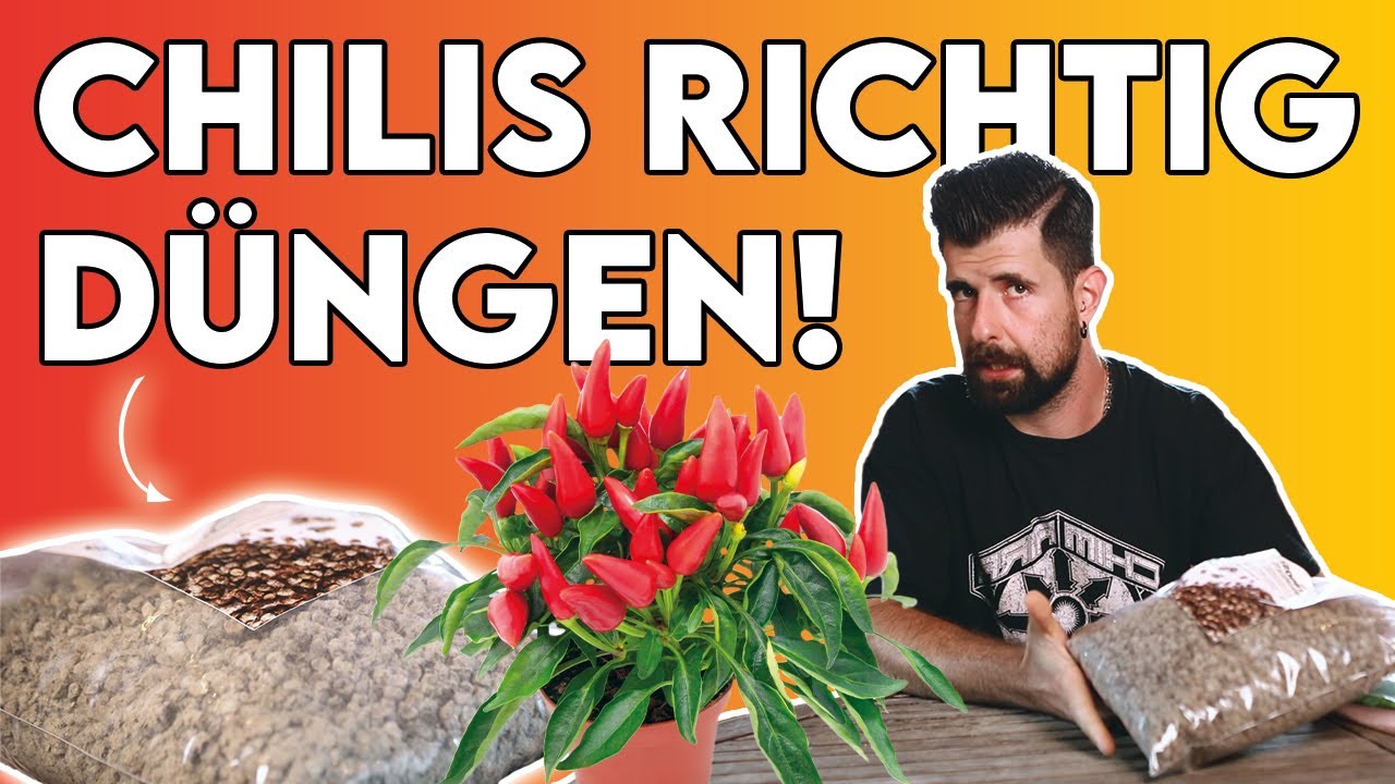 Chilipflanzen richtig düngen (Wann? Wie? Warum?)