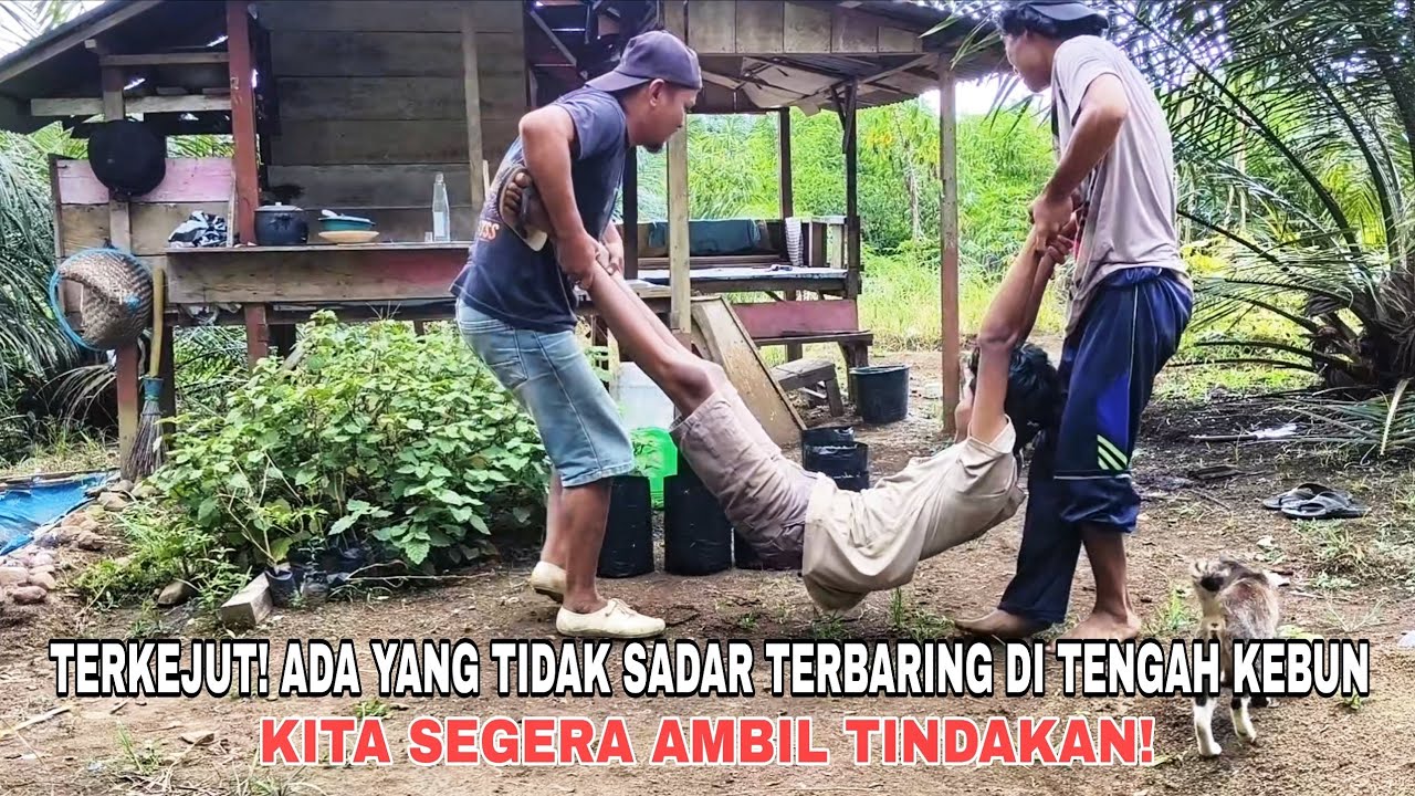TERKEJUT! ADA YANG TIDAK SADAR TERBARING DI TENGAH KEBUN, KITA SEGERA AMBIL TINDAKAN!