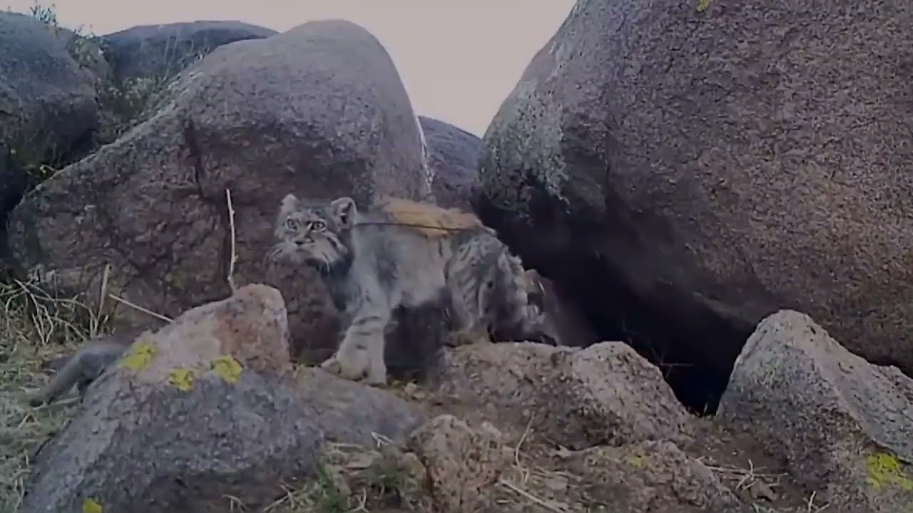 Pallas's Cat Master of the Mongolian Steppe by NHK