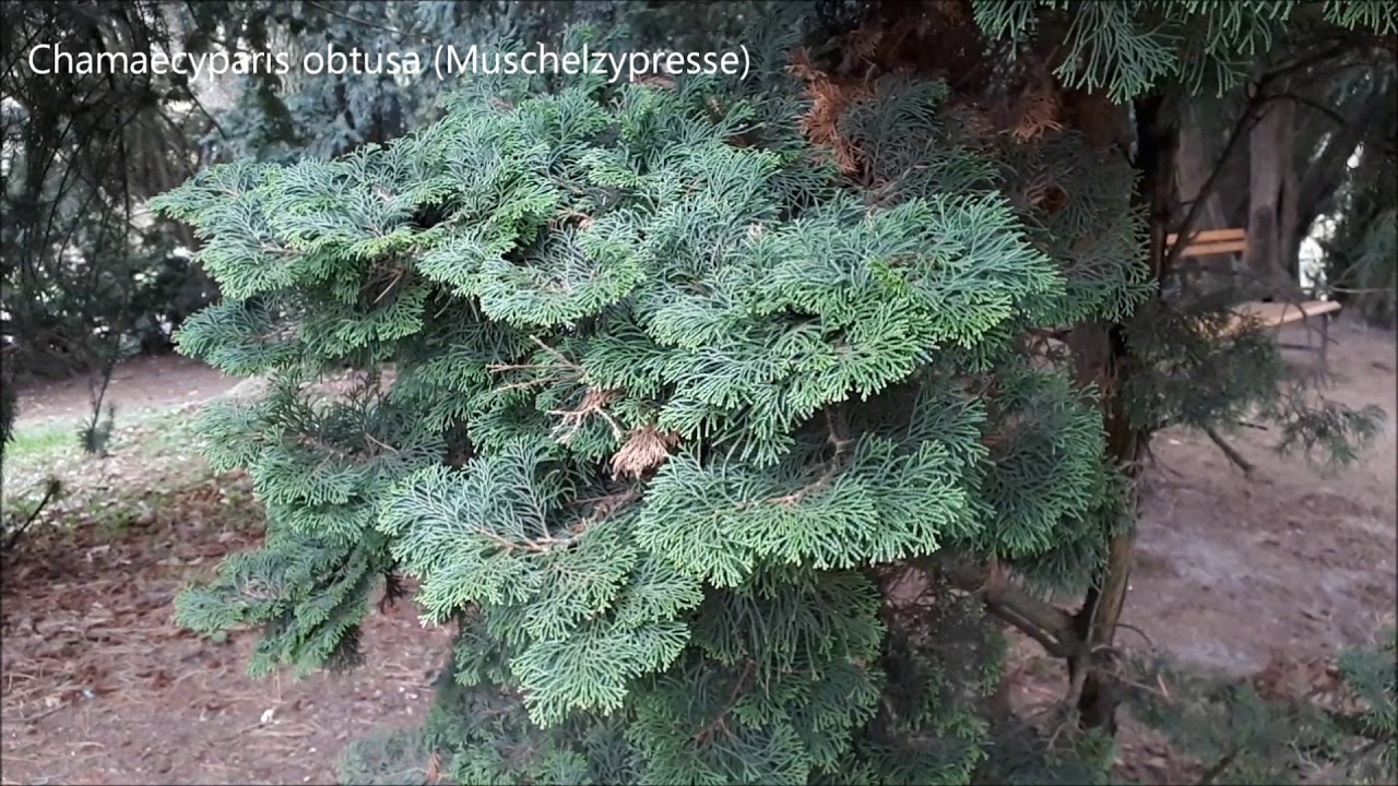 Gehölzkunde-Rundgang im Türkenschanzpark - Teil1