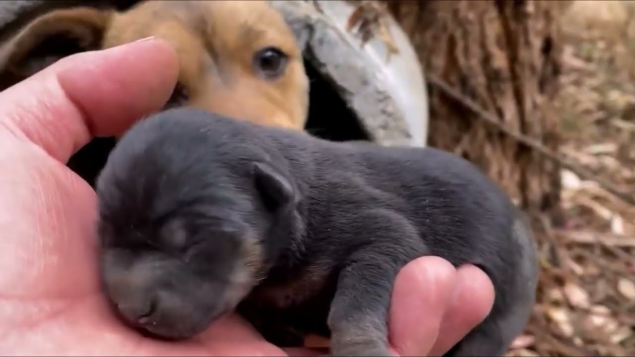 Собаку-мать и ее щенка спасли из леса и отвезли в уединенное место.