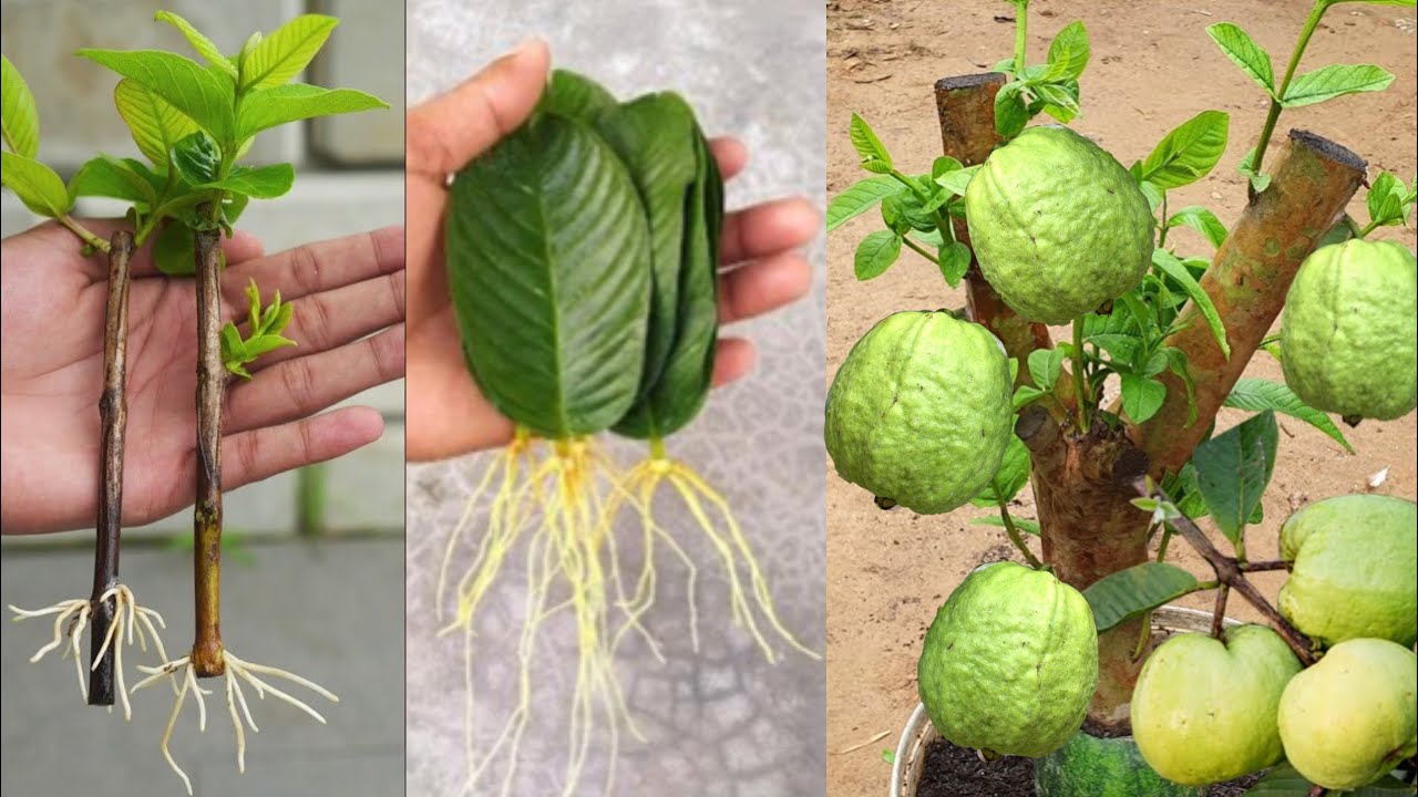 Technically grafting guava tree in red onion to get quick fruit beyond water expectation