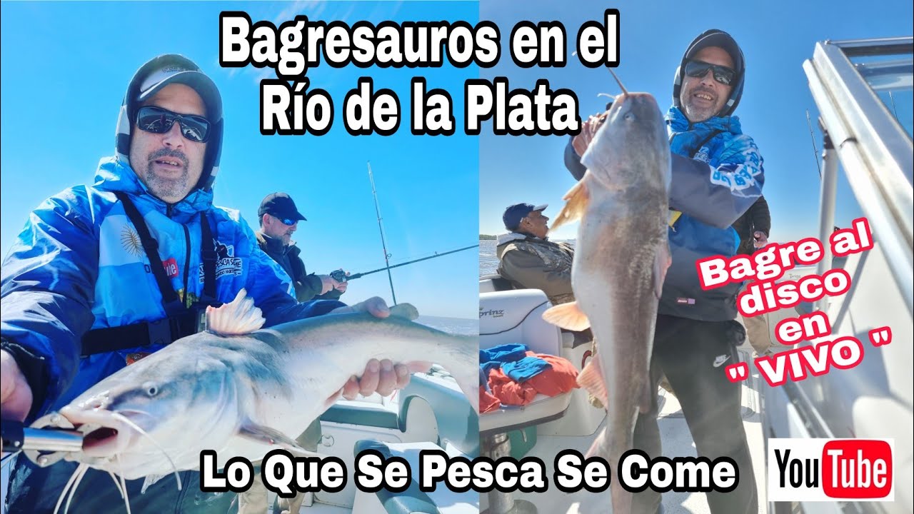 pesca de bagre de mar en el río de la plata / pesca y cocina / bagre al disco / guía Elias Mica