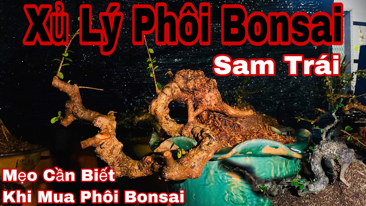 cách xử lý phôi cây bonsai mới mua về