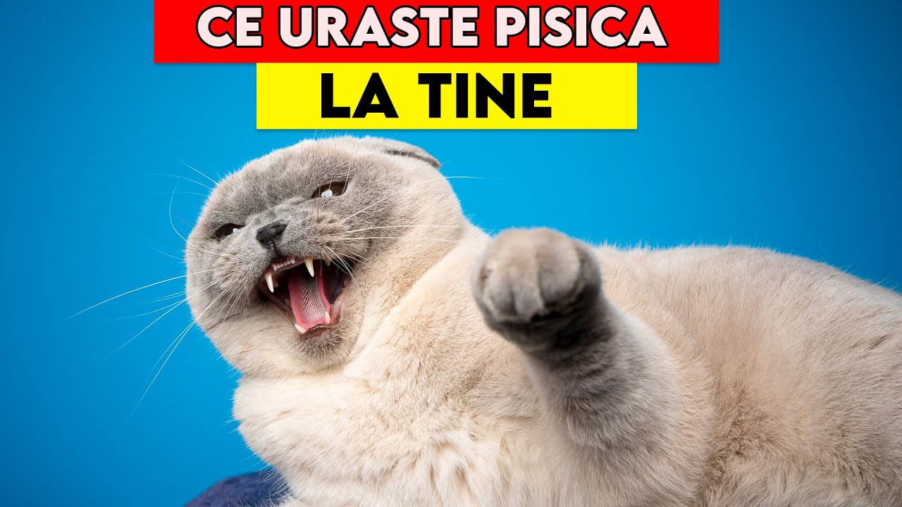 13 LUCRURI PE CARE PISICA TA LE URASTE LA TINE
