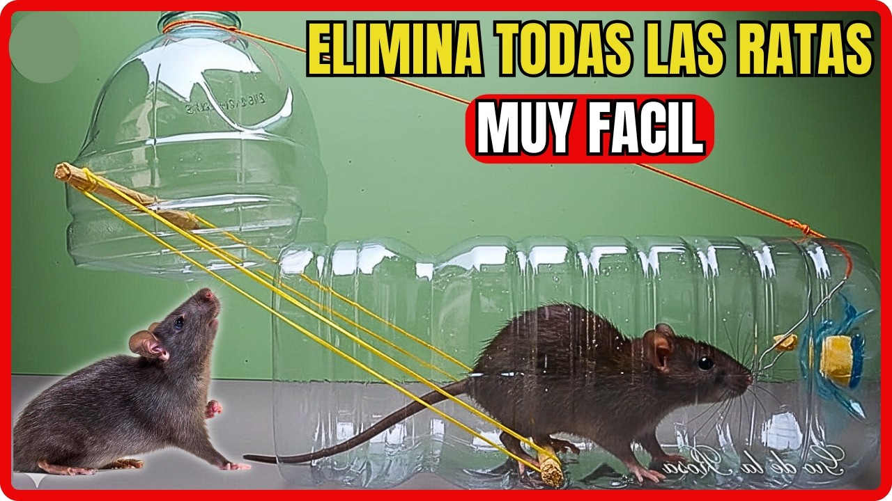 COMO HACER UNA TRAMPA para RATAS y RATONES super fácil con un bote plástico | Gio de la Rosa