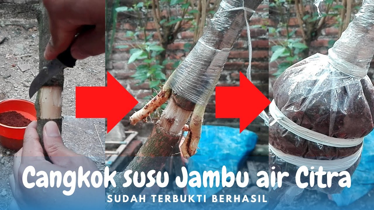 Cara CANGKOK SUSU Jambu Air Citra Langkah demi Langkah