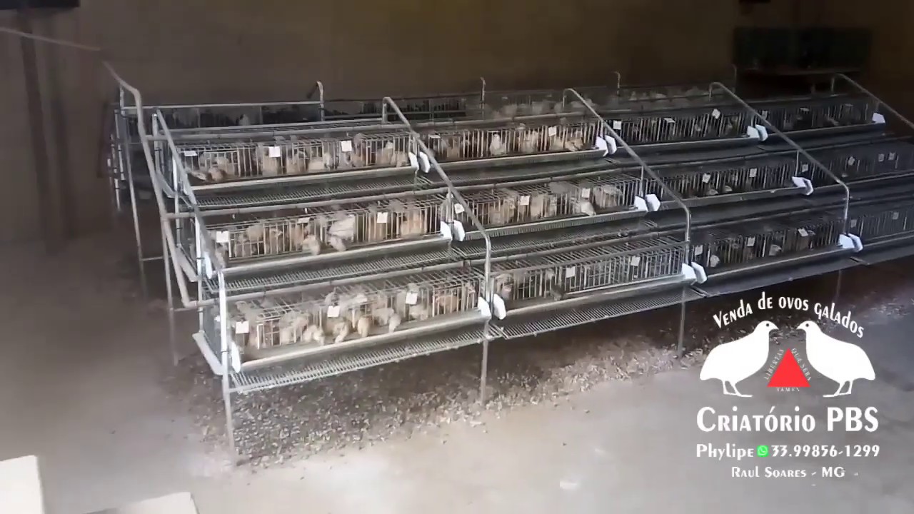 Conhecendo um pouco do Criatório PBS, nova estrutura sistema de gaiolas suspensas