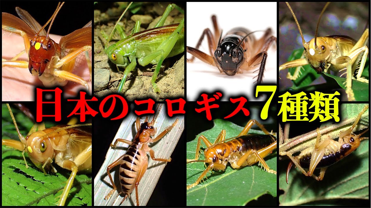 【神回】2ヶ月かけて日本中のコロギスを探しに行く!!!!